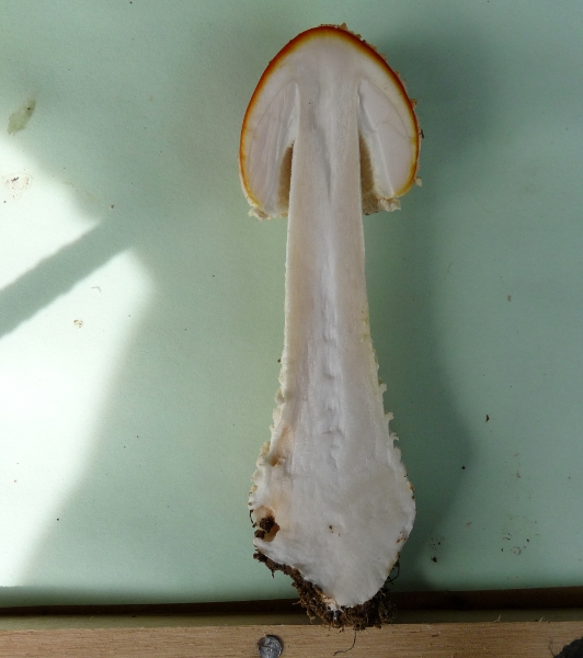 P1060673 Amanita muscaria Klumpfuss .JPG