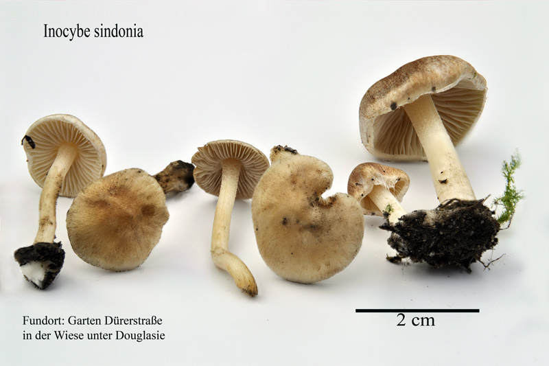 Inocybe_sindonia.jpg