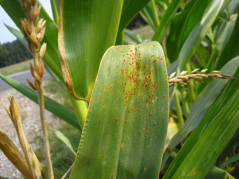 Geigenreuth (11).JPG