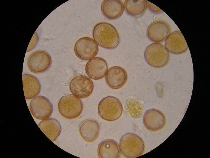 1000er Geigen (16).JPG