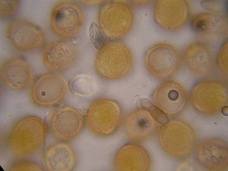 1000er Geigen (9).JPG