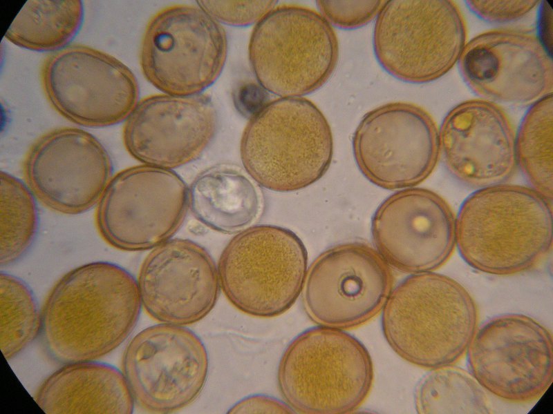 1000er Geigen (11).JPG