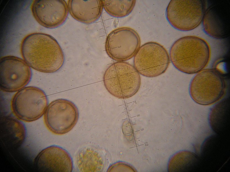 1000er Geigen (20).JPG