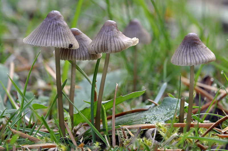 Mycena_aetites_23.jpg