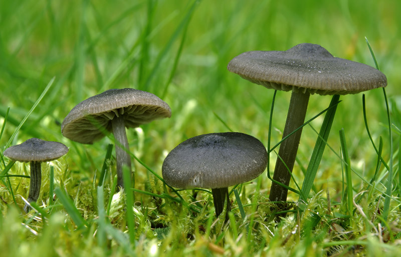 Entoloma_sericeum.jpg