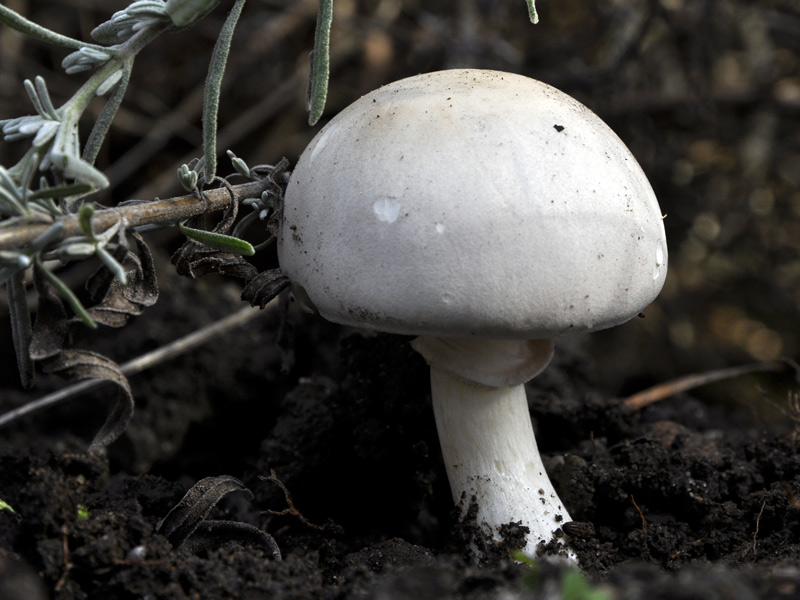 Leucoagaricus_DSC0125.jpg