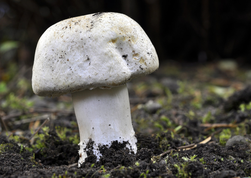 Agaricus_macrocarpus_DSC013.jpg