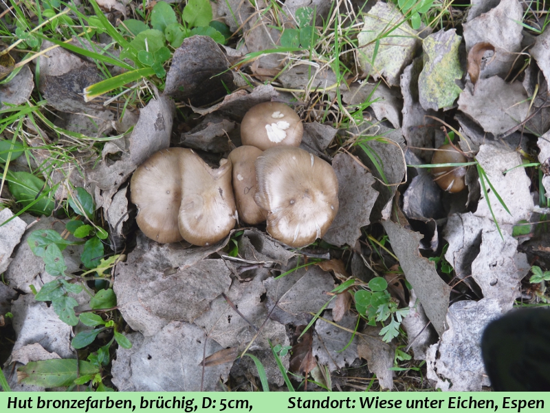 P1060779 Serie 5 A Bronzefarbener Pilz Hut .JPG