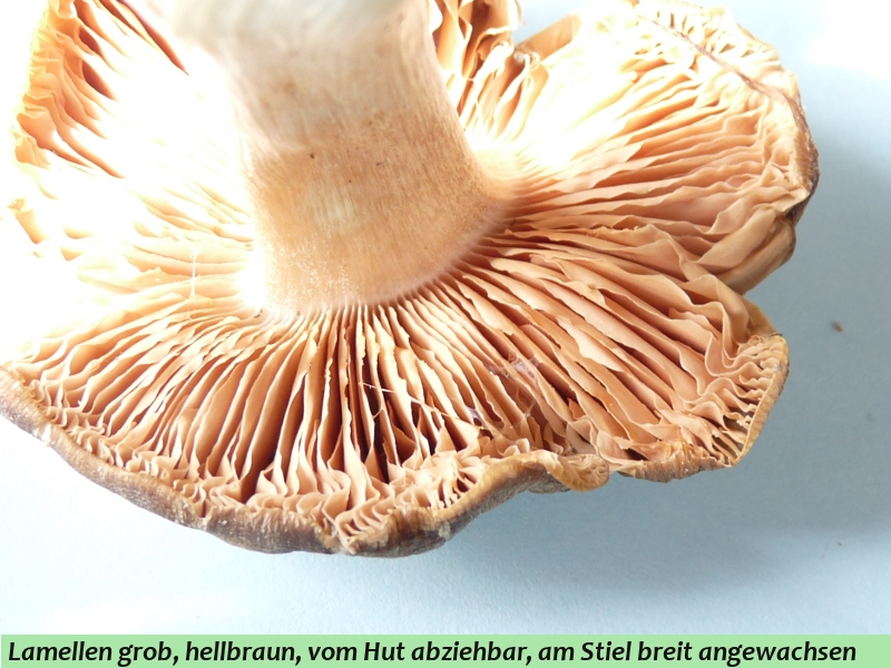 P1060793 Lamellen mit Stielansatz .JPG