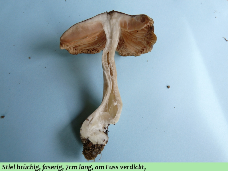 P1060799 Schnitt .JPG