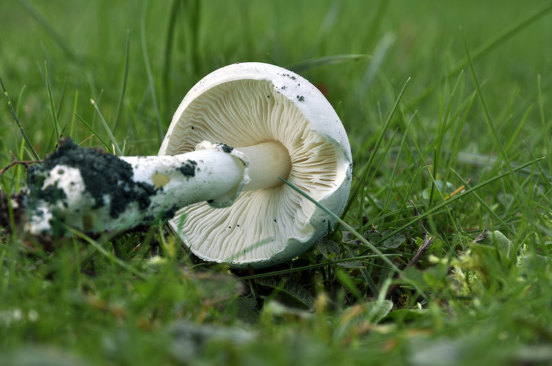 Leucoagaricus.jpg