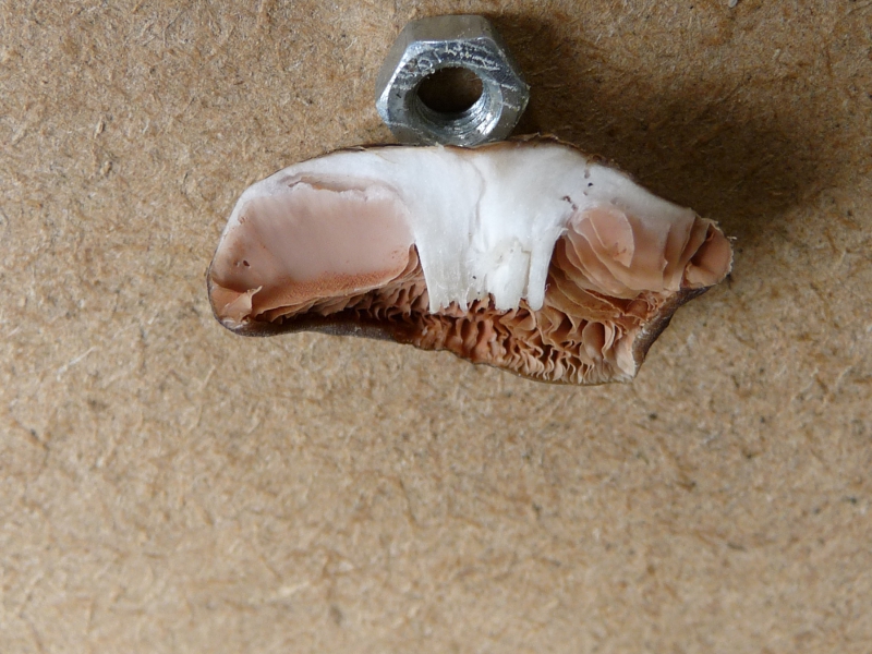 P1060805 Bronzepilz Schnitt 800 gedreht .JPG