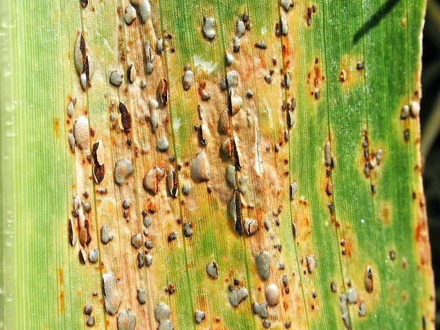 Puccinia_sorghi.jpg