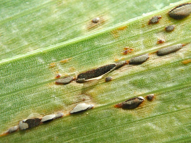 Puccinia_sorghi2.jpg