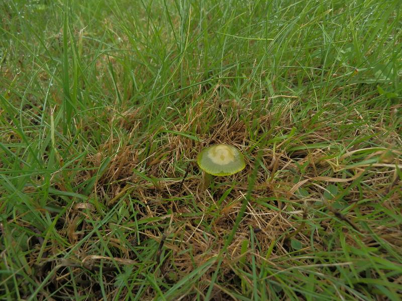Hygrocybe psittacina_7.1.JPG