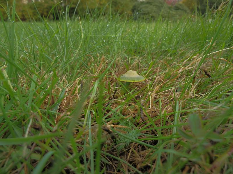 Hygrocybe psittacina_7.2.JPG