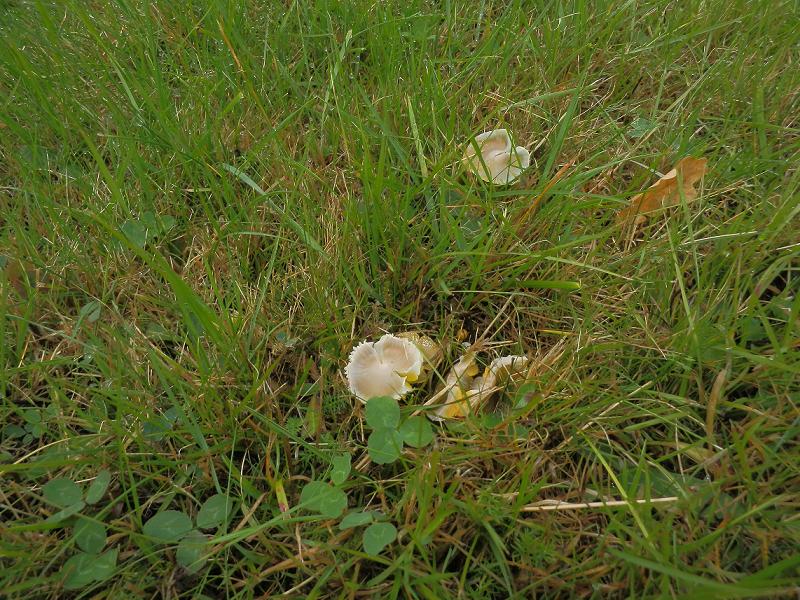 Hygrocybe psittacina_7.4.JPG