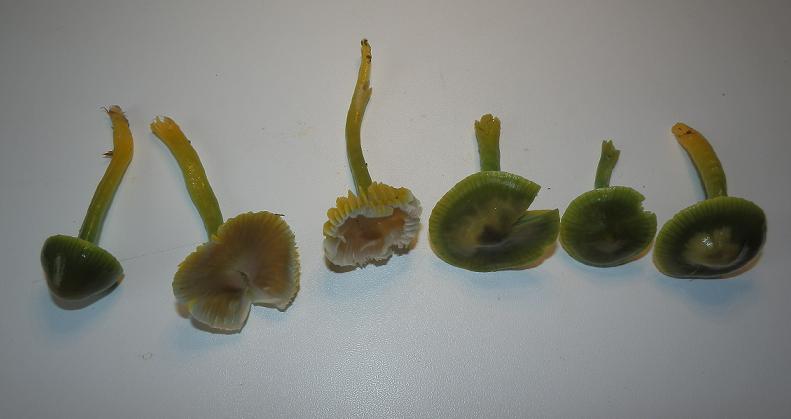 Hygrocybe psittacina_7.5.JPG