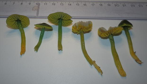 Hygrocybe psittacina_7.6.JPG