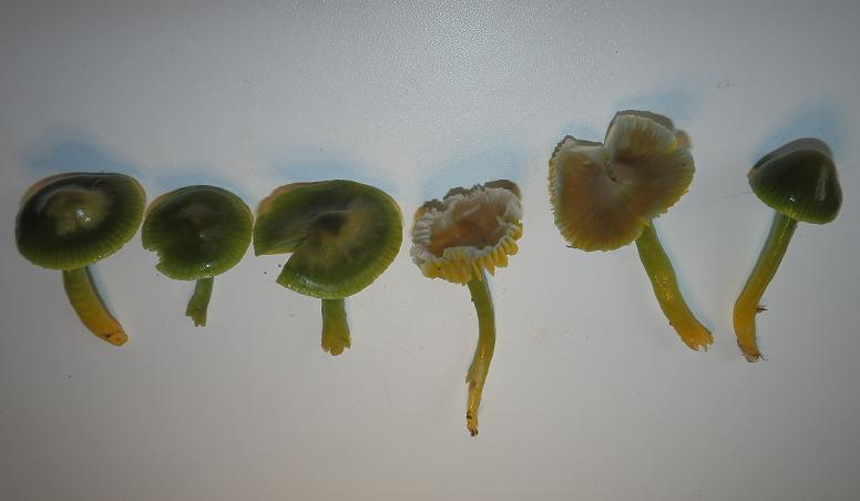 Hygrocybe psittacina_7.7.JPG