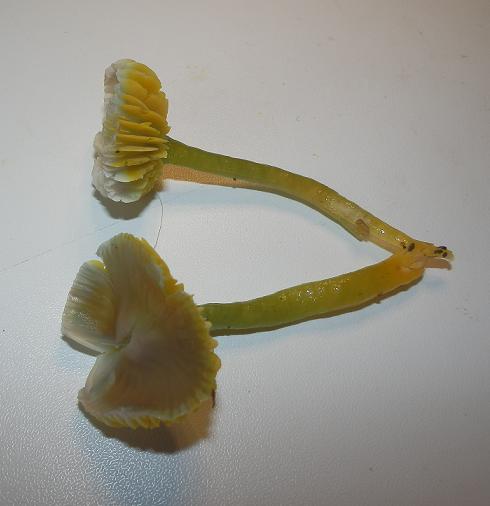 Hygrocybe psittacina_7.9.JPG