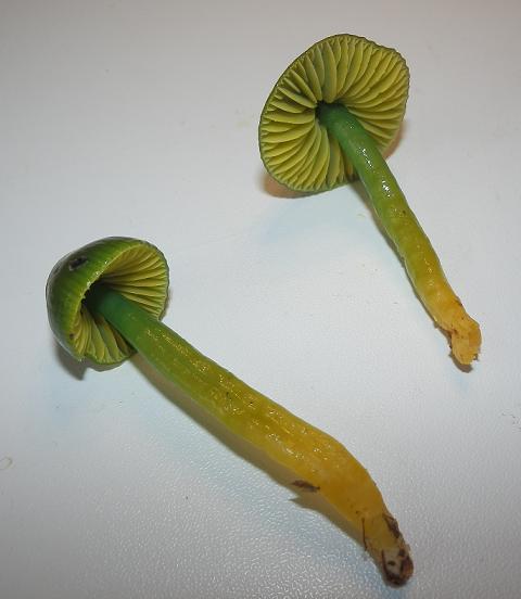 Hygrocybe psittacina_7.10.JPG