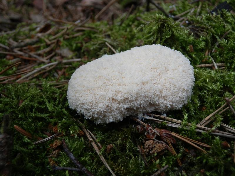 Tubifera ferruginosa_1.5.jpg