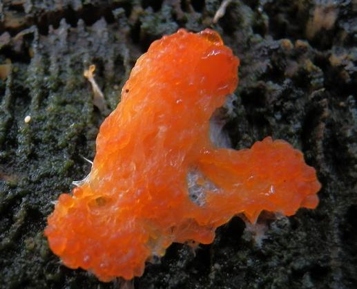 Tubifera ferruginosa_1.2.jpg