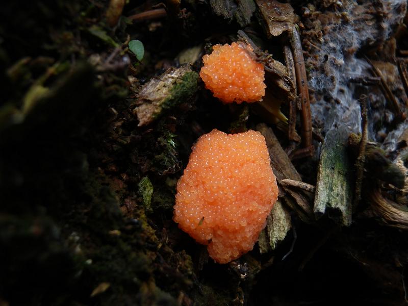 Tubifera ferruginosa_1.jpg