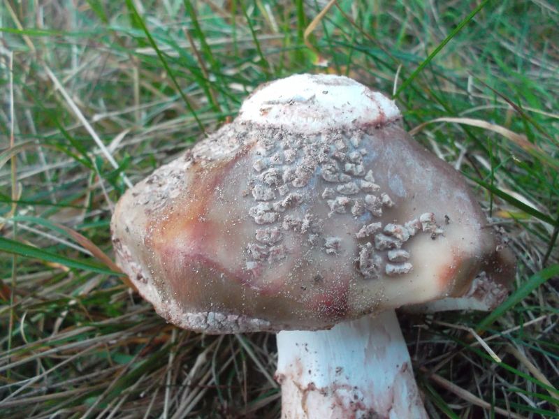 Perlpilz_mit_Fehlbildung (2).jpg