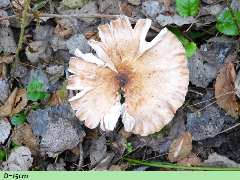 P1060868 Serie 8 Hut gross .JPG