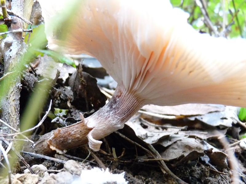 P1060860 Seria 8 Stiel Detail .JPG