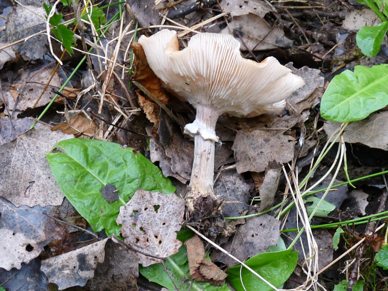 P1060872 Serie 8 seitlich auf Laub .JPG