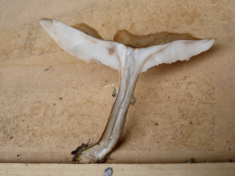 P1060880 Serie 8 Hohler Stiel .JPG