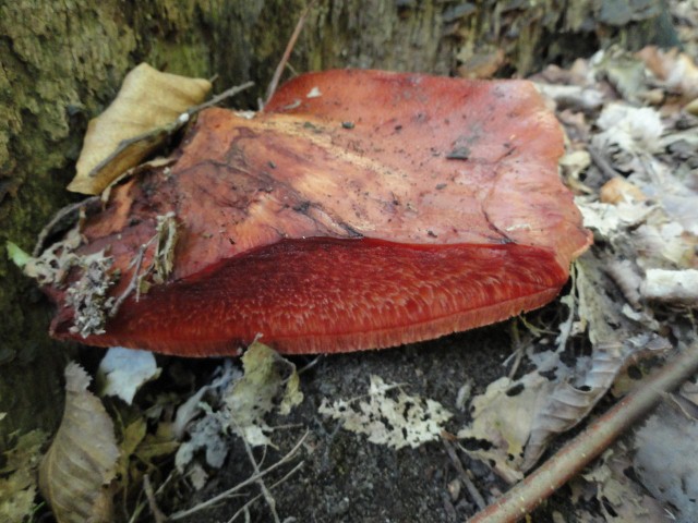 DSC04849 (640x480).jpg