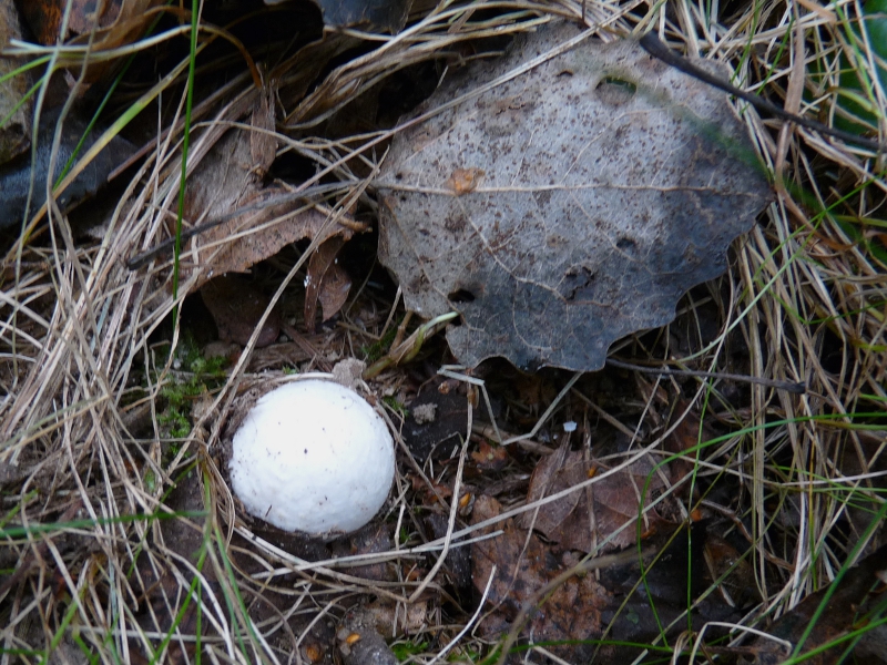 P1060901 Serie 9 A Weisser Knubbel neben Espenblatt .JPG