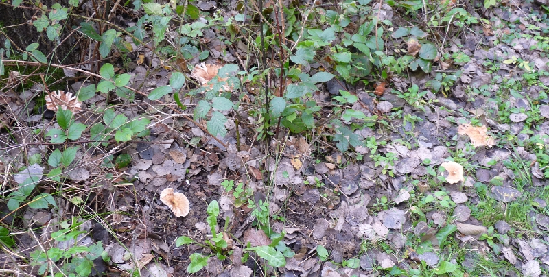 P1060888 Serie 8 lose Gruppe .JPG