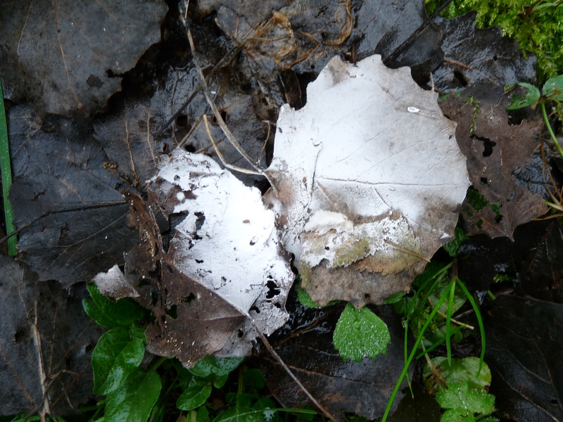 P1060863 Serie 8 Sporen .JPG