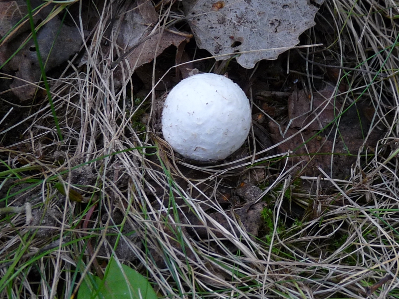 P1060912 Serie 9 M .JPG