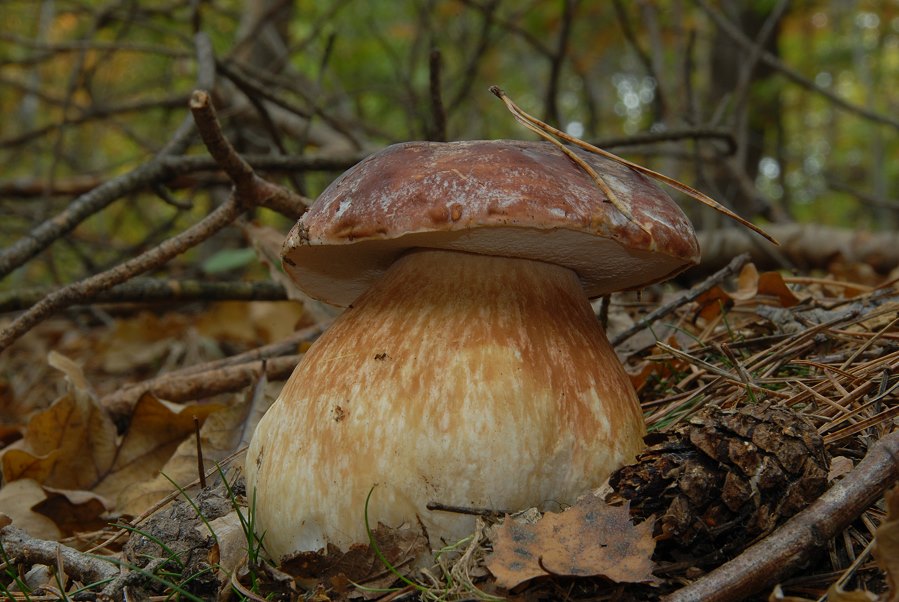 Boletus_pinophilus001.jpg