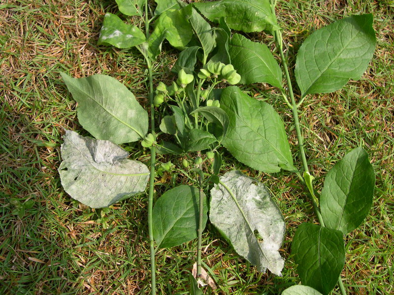 2-Erysiphe euonymi-a.JPG