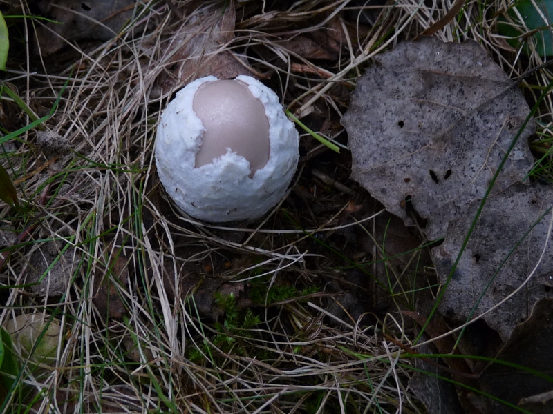 P1060924 Serie 9 M .JPG