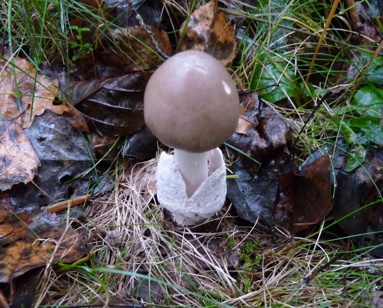 P1060932 Serie 9 M .JPG