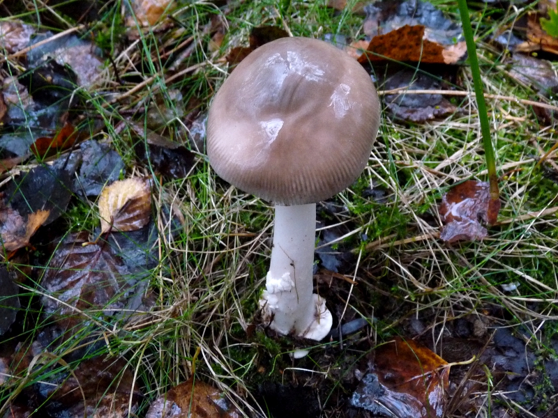 P1060933 Serie 9 Parallelpilz .JPG