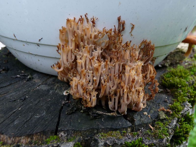 P1060743 Koralle Hahnenkamm .JPG