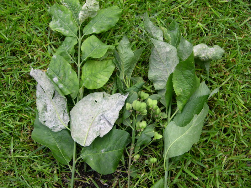 2-Erysiphe euonymi-b.JPG