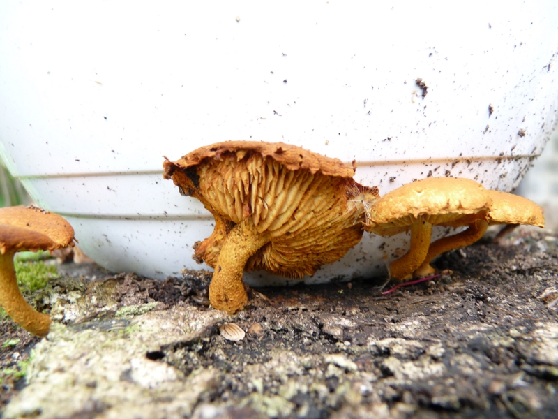 P1060739 Braune Pilze auf Espe .JPG