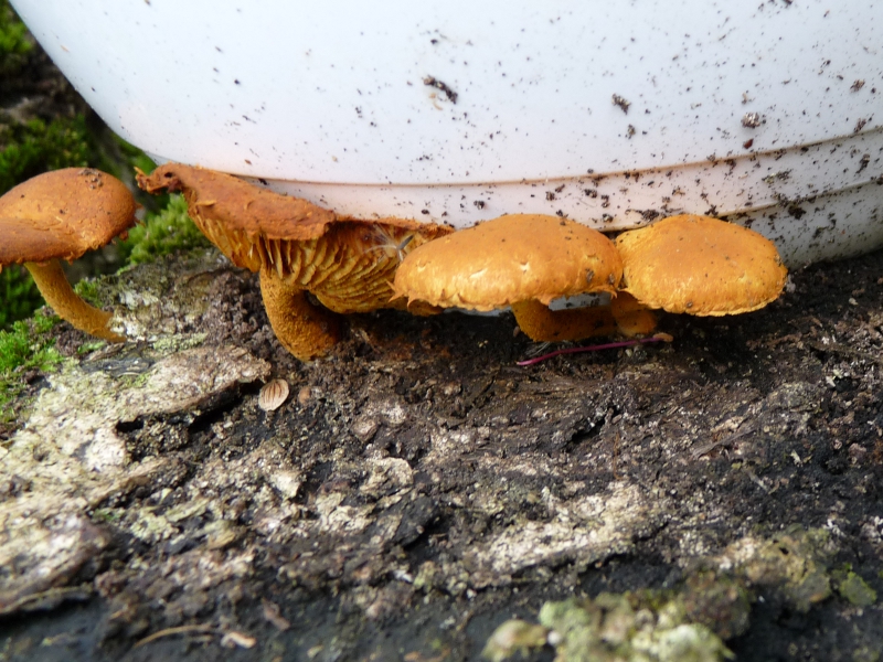 P1060736 Braune Pilze auf Espenstumpf .JPG
