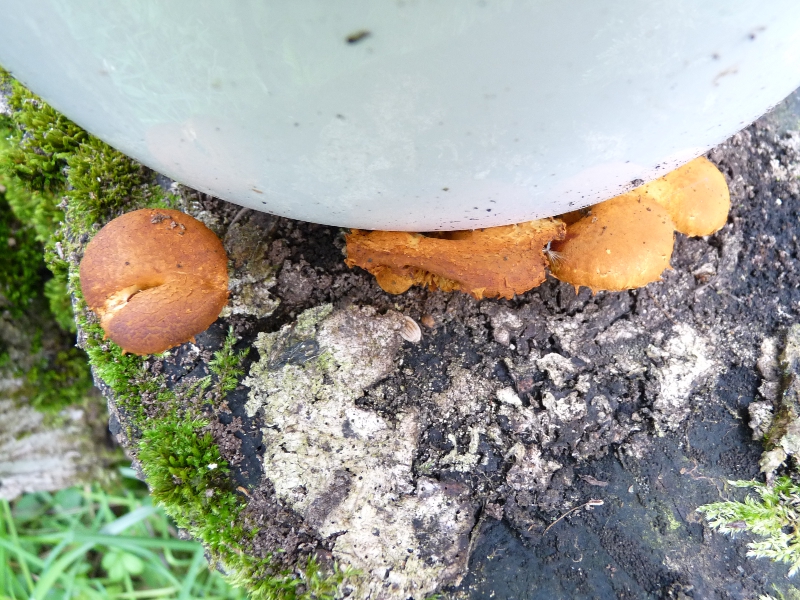 P1060745 Brauner Pilz auf Espe .JPG