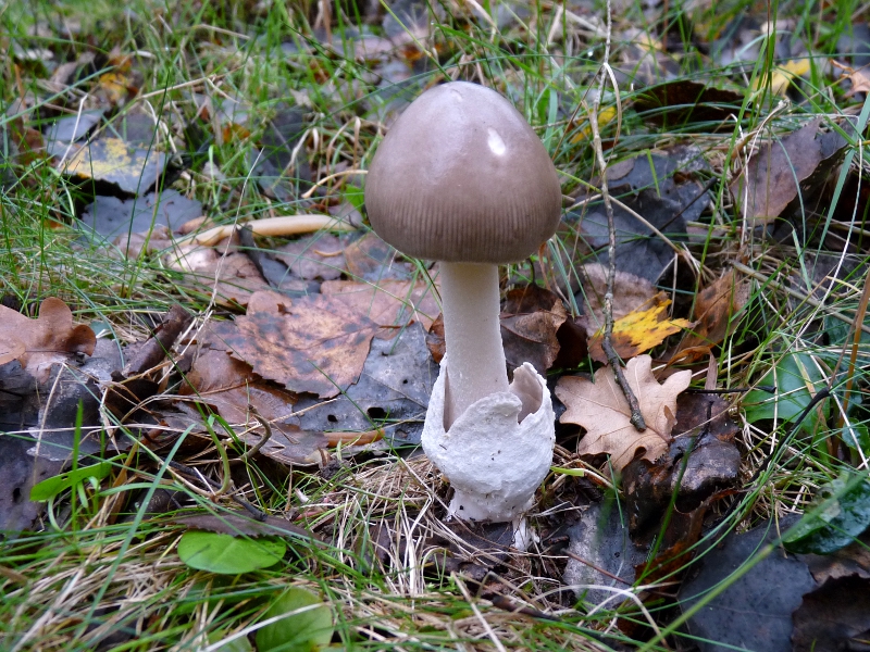 P1060944 Serie 9 M .JPG